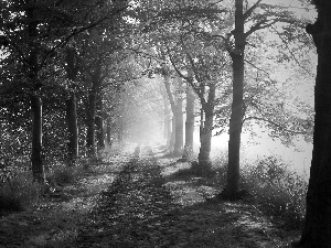 viewes, Path, rays, sun, Przebijające, trees