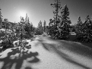 rays, sun, Covered, snow, Sapling