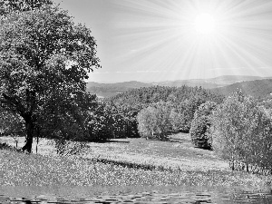 rays, sun, viewes, Meadow, trees