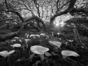 trees, Calla, rays, sun, viewes, forest