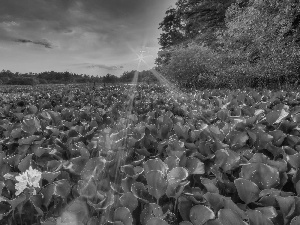 rays, sun, sun, Flowers, west