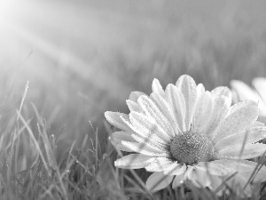 rays, sun, Flower, grass, White