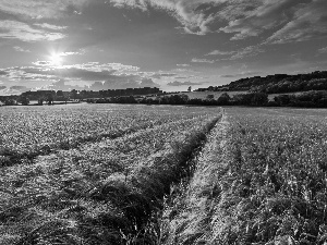 medows, field, rays, sun, woods, corn