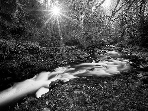 viewes, autumn, rays, sunny, stream, trees