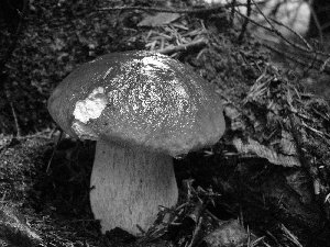 Real mushroom, boletus