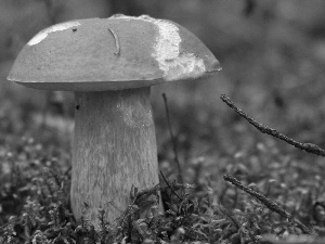 Moss, Mushrooms, Real mushroom