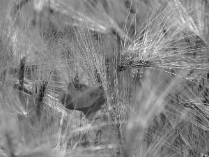 barley, cereals, red weed, Ears