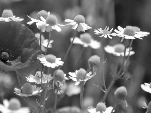 red weed, chamomile