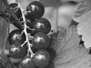 currant, leaves, red hot