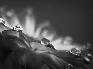 drops, Colourfull Flowers, Red, rain