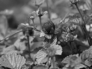 fruit, Duchesnea Indica, Red