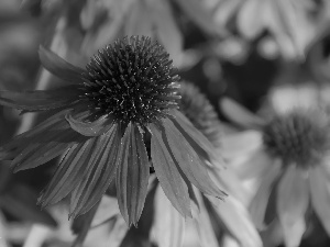 red hot, echinacea