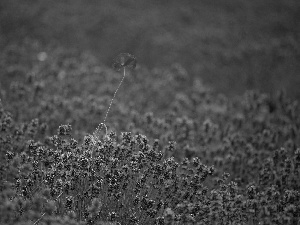 Field, Red, red weed, lavender