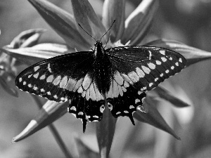 Red, Colourfull Flowers, Yellow, butterfly, black