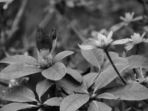 rhododendron, Red, Colourfull Flowers, Bush