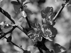 Red, Flowers, Bush, quince, flower