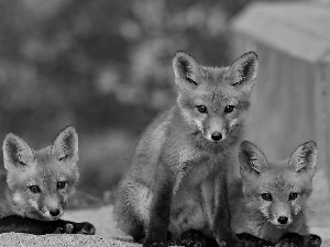 foxes, Three, red head