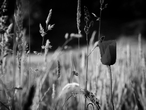 grass, Field, red weed