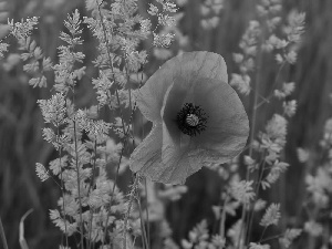 grass, Meadow, red weed