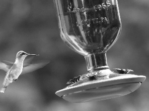 drinking fountain, humming-bird, Red