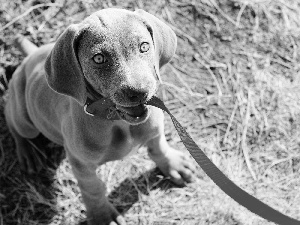 doggy, Leash, Weimaraner, red hot