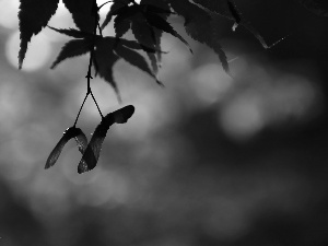 Fruits, Maple Palm, Red