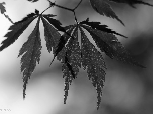 Leaf, Maple Palm, Red