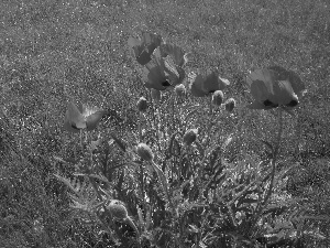 red weed, Meadow