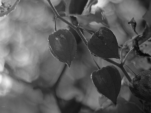 plant, physalis bloated, red hot