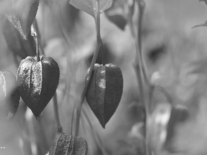 Plants, physalis bloated, Red