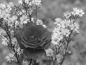 rose, Flowers, red hot