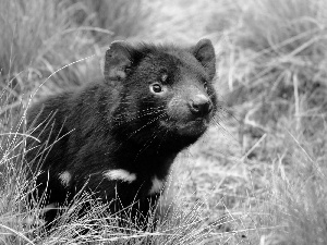 ears, Tasmanian Devil, Red