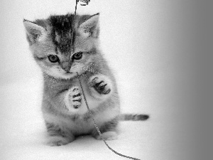 Red, twine, kitten, play, small