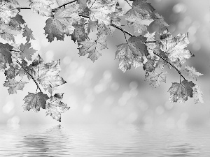 Leaf, color, water, reflection, maple, Autumn