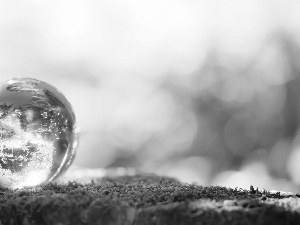 reflection, Moss, Ball