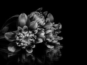 background, reflection, dahlias, Black, Flowers
