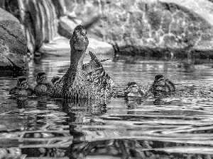 duck, water, reflection, Ducklings