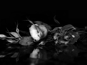 reflection, Lily, Eustoma