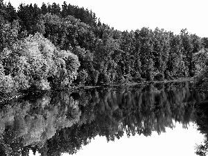 reflection, River, forest