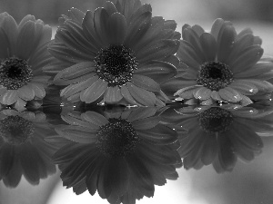 reflection, Red, gerberas