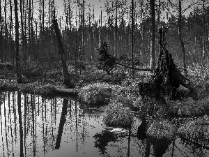 trees, viewes, grass, swamp, dry, leafless, forest, reflection