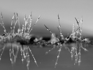 mosses, Close, reflection, blades