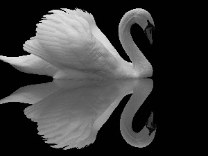 reflection, White, Swans