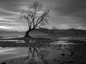 reflection, Wanaka, South Island, Mountains, lake, trees, New Zeland