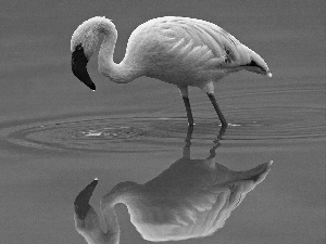 reflection, flamingo, water