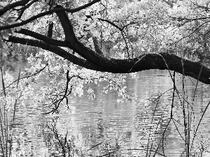 color, oak, reflection, water, Leaf, lake