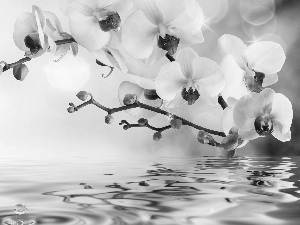 reflection, orchid, water