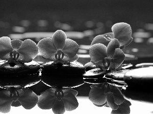 reflection, orchids, water