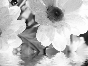 White, water, reflection, Flowers