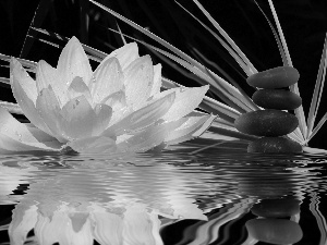 White, water, reflection, Lily